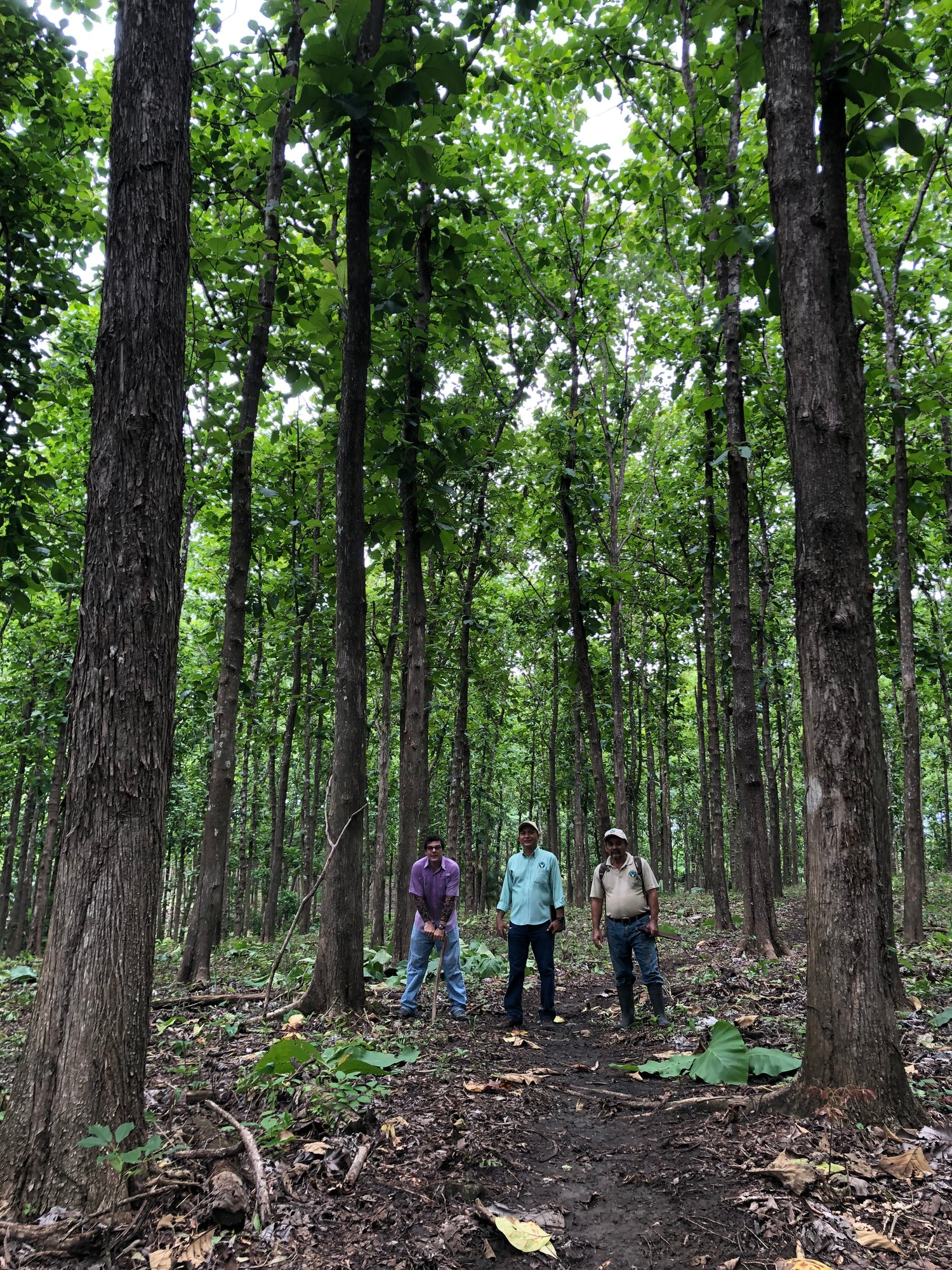 Giant Teak at our Farm 2021