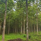 Photo slide for Teak Tour Webinar (5)-1