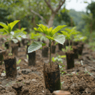 Teak saplings
