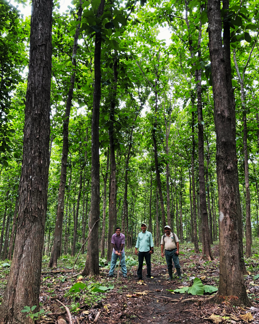 Teak Tall photo